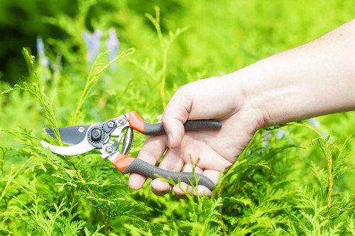 Professional tree pruning and crown reduction services in Tokyngton