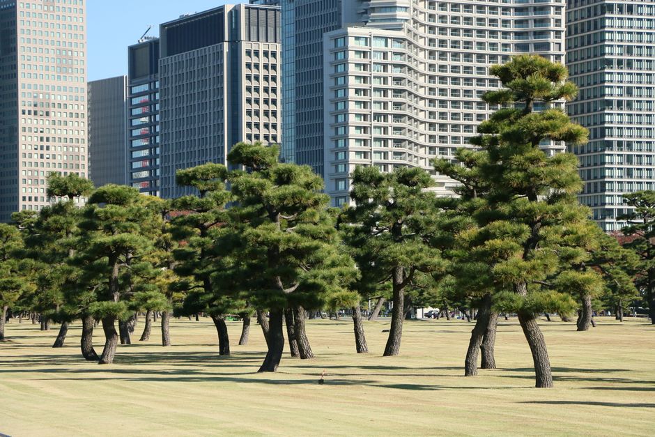 A landscaped urban park with a row of neatly trimmed, mature pine trees featuring dense, green foliage and textured bark, set against a backdrop of modern high-rise office buildings with glass and ste