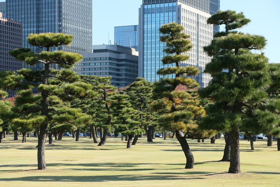 A landscaped urban park with a row of neatly trimmed, mature pine trees featuring dense, green foliage and textured bark, set against a backdrop of modern high-rise office buildings with glass and ste